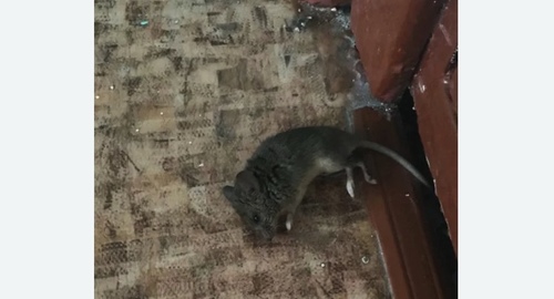 Дезинфекция от мышей в Новочеркасске