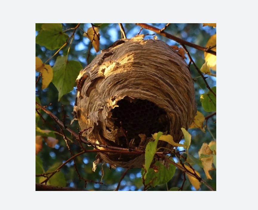 Обработка от шершней в Новочеркасске