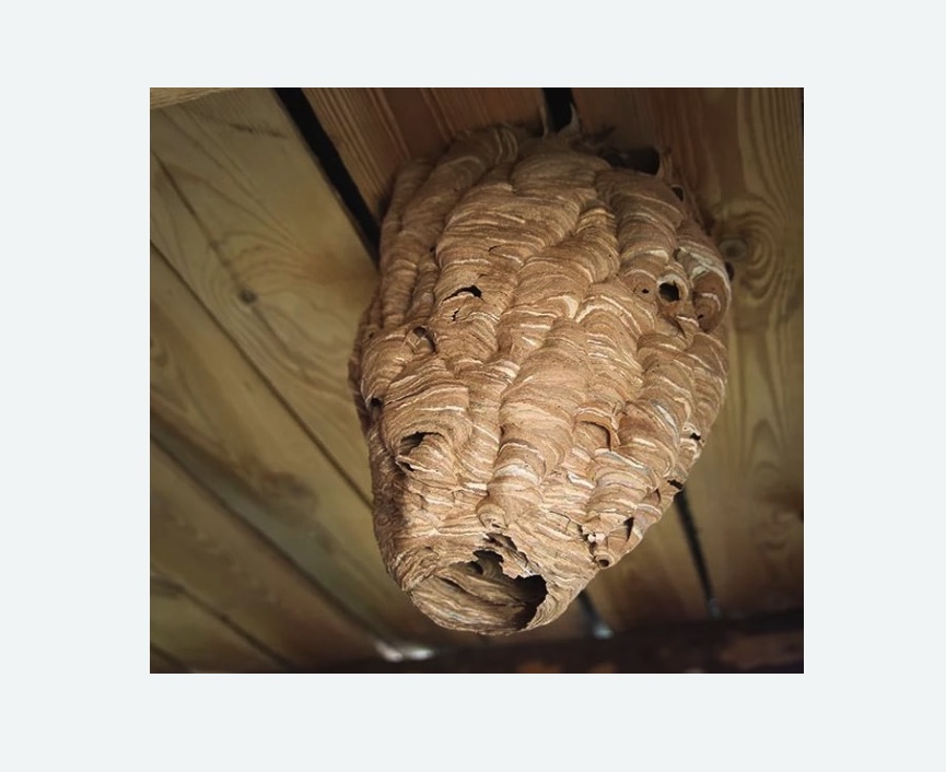 обработка от шершней в Новочеркасске