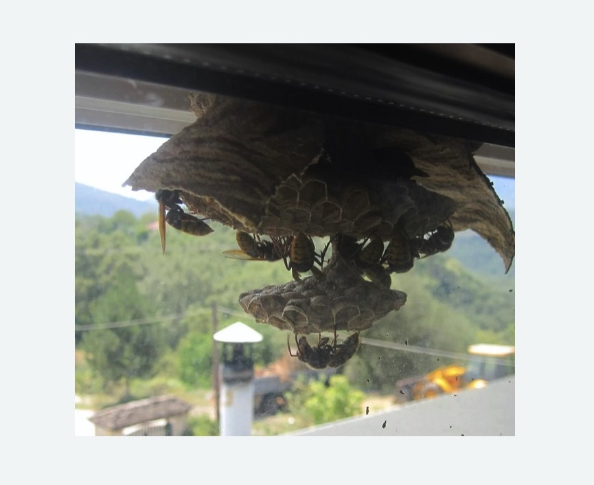 Уничтожение гнёзд шершней в Новочеркасске